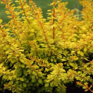 Berberis thunbergii 'Golden Horizon' berberys Thunberga 'Golden Horizon'