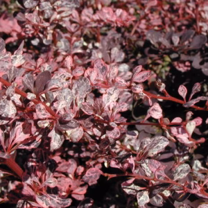 Berberis thunbergii 'Harlequin' berberys Thunberga 'Harlequin'