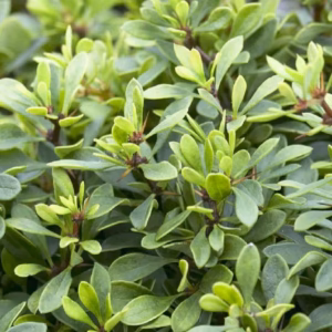 Berberis thunbergii 'Kobold' berberys Thunberga 'Kobold'