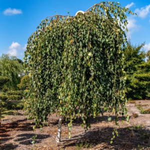 Betula pendula 'Long Trunk' brzoza brodawkowata 'Long Trunk'