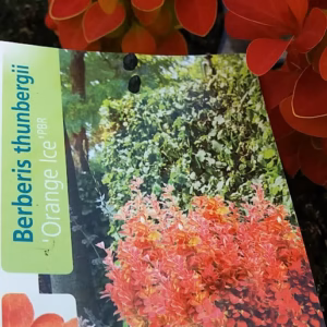 Berberis thunbergii 'Orange Ice' PBR berberys Thunberga 'Orange Ice'