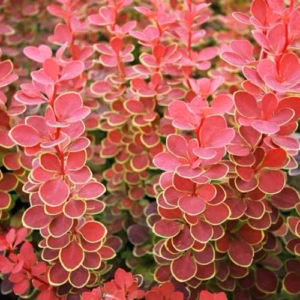 Berberis thunbergii 'Orange Sunrise' PBR berberys Thunberga 'Orange Sunrise'