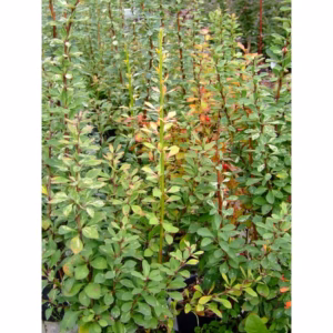 Berberis thunbergii 'Powwow' berberys Thunberga 'Powwow'