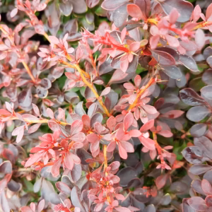 Berberis thunbergii 'Red Chief' berberys Thunberga 'Red Chief'