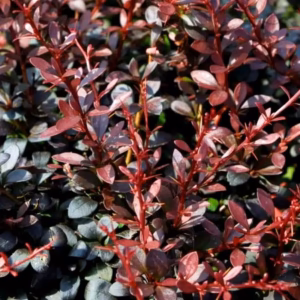 Berberis thunbergii 'D.J' berberys Thunberga 'D.J'