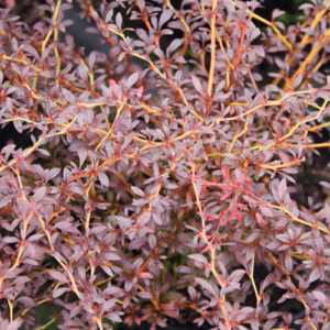Berberis thunbergii 'Red Dream' PBR berberys Thunberga 'Red Dream'