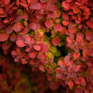 Berberis thunbergii 'Red Rocket' berberys Thunberga 'Red Rocket'