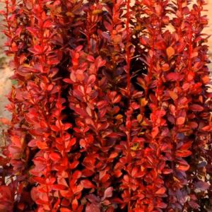 Berberis thunbergii 'Red Tower' PBR berberys Thunberga 'Red Tower’