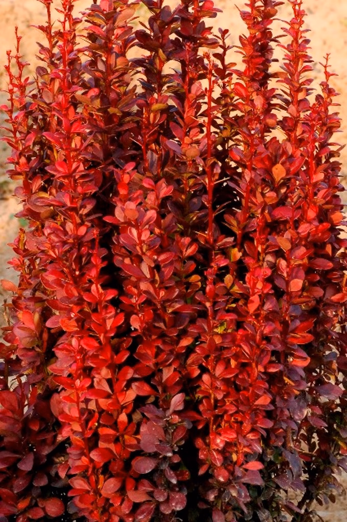 b._red tower