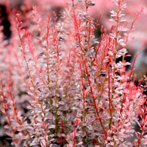 Berberis thunbergii 'Rosy Rocket' PBR berberys Thunberga 'Rosy Rocket'