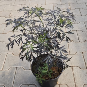 Sambucus nigra 'Black Lace' PBR bez czarny 'Black Lace'