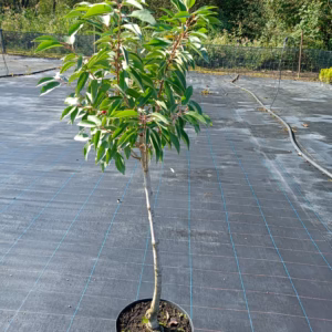 Prunus laurocerasus 'Brenelia' PBR laurowiśnia wschodnia 'Brenelia' forma prowadzona na pniu: kula