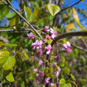 Cercis canadensis judaszowiec kanadyjski
