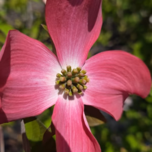 Cornus florida 'Cherokee Chief' dereń kwiecisty 'Cherokee Chief'