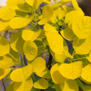 Cotinus coggygria 'Golden Spirit' PBR perukowiec podolski 'Golden Spirit'