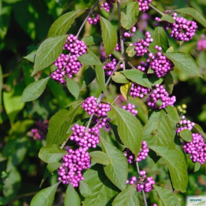 Callicarpa bodinieri 'Profusion' pięknotka Bodiniera 'Profusion'