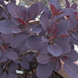Cotinus coggygria 'Royal Purple' perukowiec podolski 'Royal Purple'