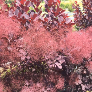 Cotinus coggygria 'Royal Purple’ perukowiec podolski 'Royal Purple’