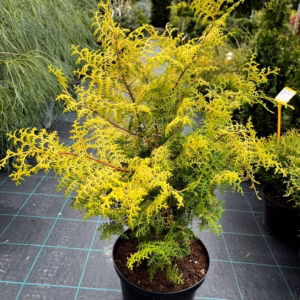 Chamaecyparis obtusa 'Lucas' PBR cyprysik tępołuskowy 'Lucas'