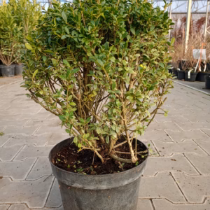 Ilex crenata 'Convexa' Ostrokrzew karbowanolistny 'Convexa' forma prowadzona: kula