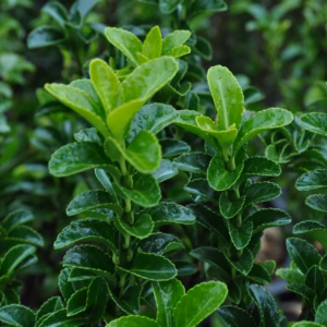 Euonymus japonicus 'Green Spire' trzmielina japońska 'Green Spire'