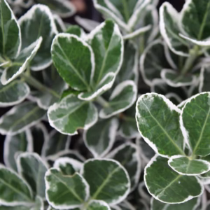 Euonymus japonicus 'Kathy’ trzmielina japońska 'Kathy’