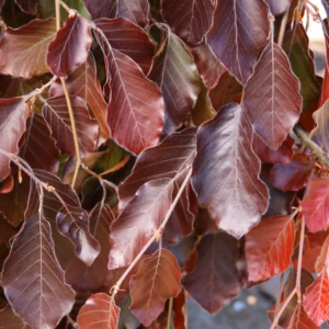 Fagus sylvatica 'Purple Fountain' buk pospolity 'Purple Fountain'