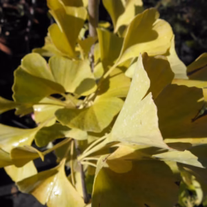 Ginko biloba miłorząb dwuklapowy
