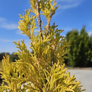 Thuja occidentalis 'Janed Gold' PBR (Golden Smaragd)  żywotnik zachodni 'Janed Gold' PBR (Golden Smaragd)
