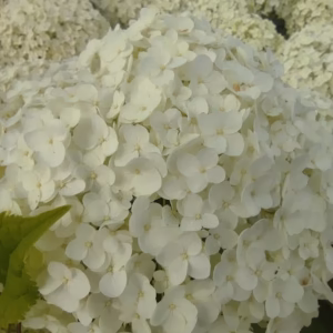 Hydrangea arborescens 'Annabelle' hortensja krzewiasta 'Annabelle'