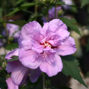 Hibiscus syriacus 'Ardens' ketmia syryjska 'Ardens'