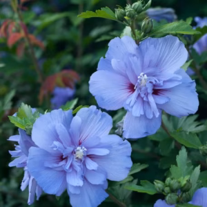 Hibiscus syriacus 'Blue Chiffon' PBR ketmia syryjska 'Blue Chiffon'