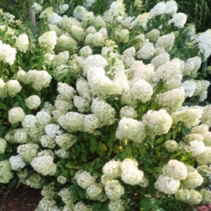 Hydrangea paniculata 'Bobo' PBR hortensja bukietowa 'Bobo'