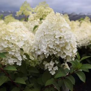 Hydrangea paniculata 'Bobo’ PBR hortensja bukietowa 'Bobo’