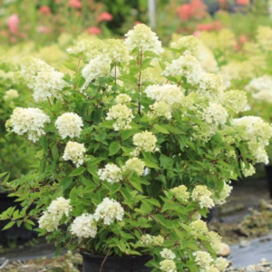 Hydrangea paniculata 'Bombshell' PBR hortensja bukietowa 'Bombshell'