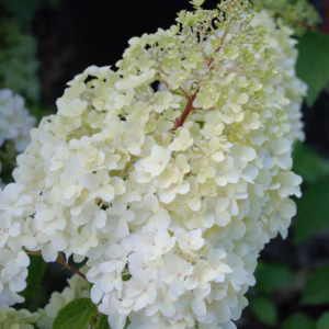 Hydrangea paniculata 'Diamantino' PBR hortensja bukietowa 'Diamantino'