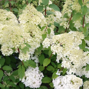 Hydrangea paniculata 'Diamantino’ PBR hortensja bukietowa 'Diamantino’ forma prowadzona
