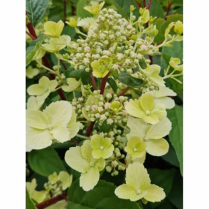 Hydrangea paniculata 'Early Harry' PBR hortensja bukietowa 'Early Harry'