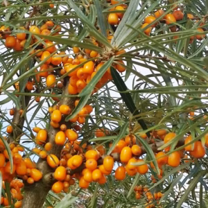 Hippophae rhamnoides 'Friesdorfer Orange' rokitnik pospolity 'Friesdorfer Orange'