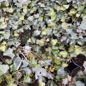 Hedera helix bluszcz pospolity