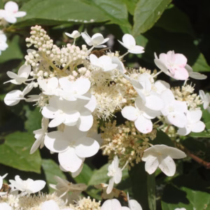 Hydrangea paniculata 'Kyushu' hortensja bukietowa 'Kyushu'