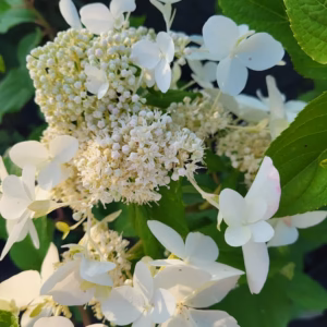 Hydrangea paniculata 'Levana' PBR hortensja bukietowa 'Levana'