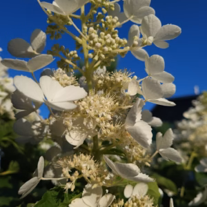 Hydrangea paniculata 'Levana’ PBR hortensja bukietowa 'Levana’ forma prowadzona