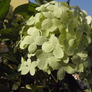 Hydrangea paniculata 'Limelight' PBR hortensja bukietowa 'Limelight'