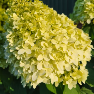 Hydrangea paniculata 'Limelight’ PBR hortensja bukietowa 'Limelight’ forma prowadzona
