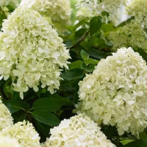 Hydrangea paniculata 'Little Spooky' PBR hortensja bukietowa 'Little Spooky'