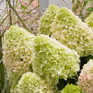 Hydrangea paniculata 'Little Fraise' PBR hortensja bukietowa 'Little Fraise'