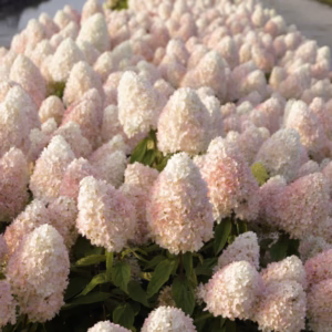 Hydrangea paniculata 'Magical Sweet Summer' PBR hortensja bukietowa 'Magical Sweet Summer'
