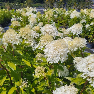 Hydrangea paniculata MIX hortensja bukietowa MIX