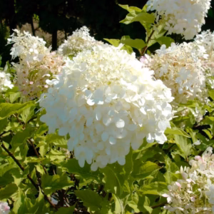 Hydrangea paniculata 'Phantom' hortensja bukietowa 'Phantom'